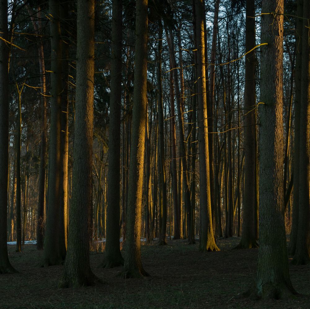 Photograph by Hedgehog