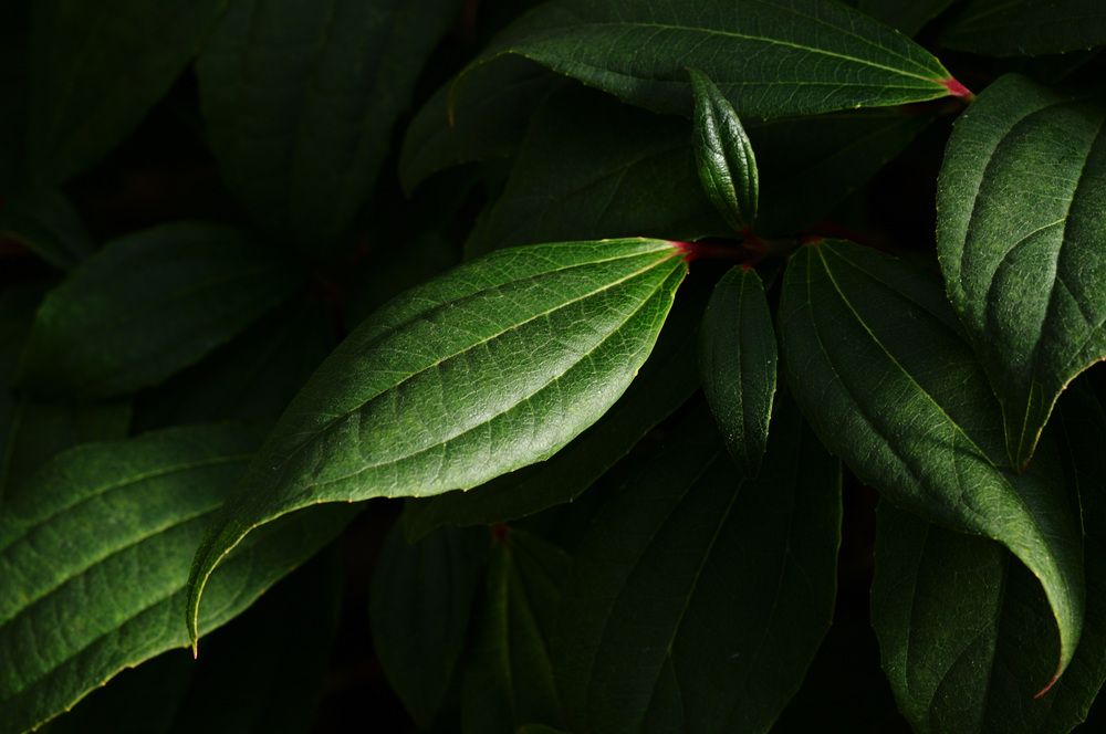 Photograph by Nobu-Oh