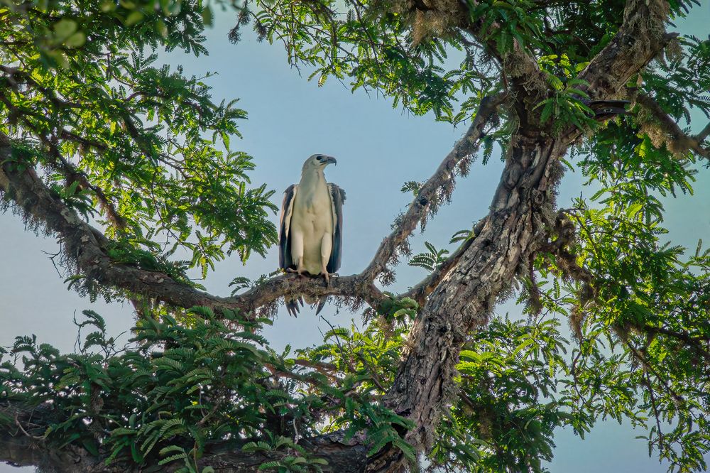 Белобрюхий орлан
