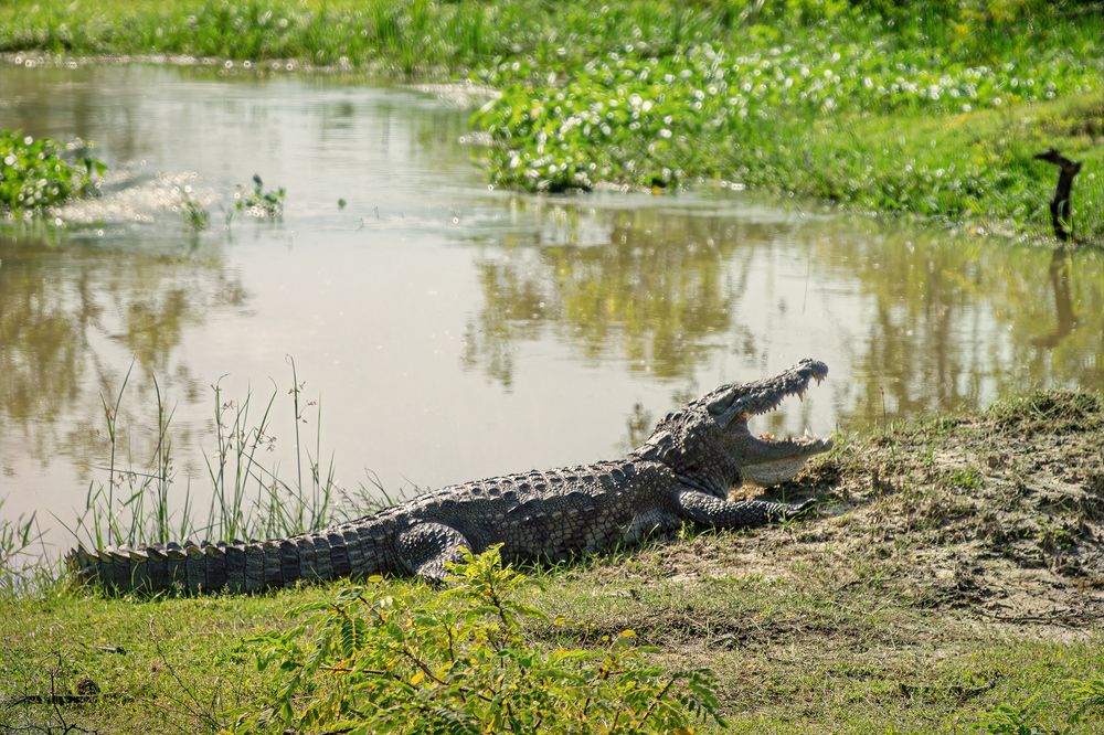 Национальный парк Яла, Шри Ланка