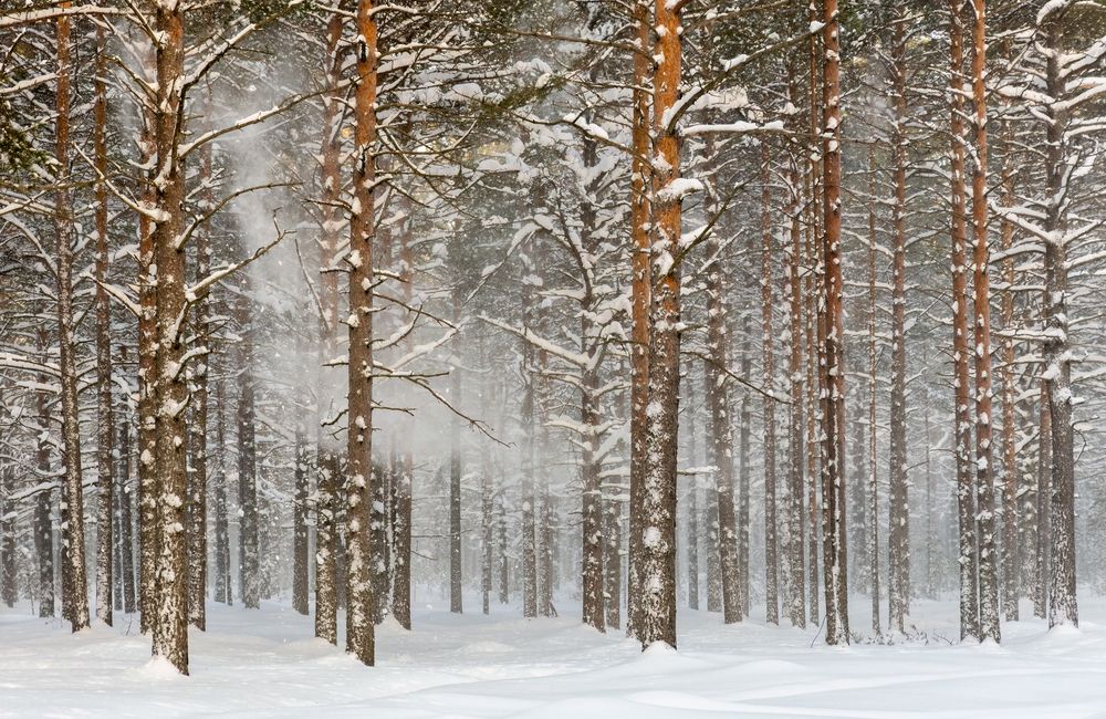 Photograph by Алексей Фрилунд