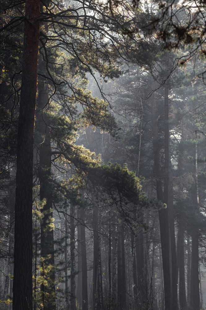 Фотография автора Логвинович Андрей
