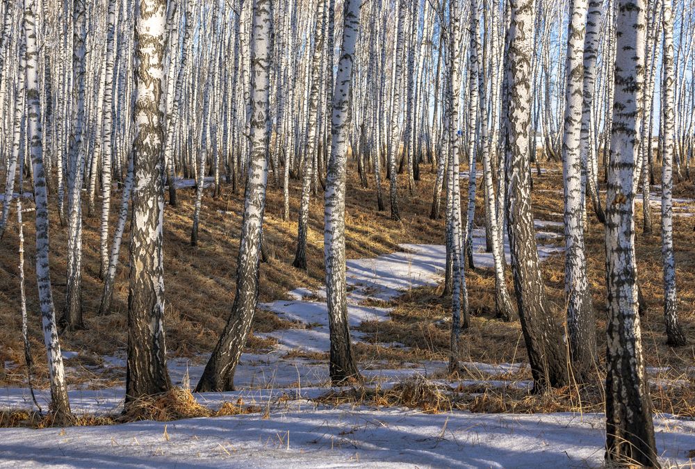 Фотография автора Логвинович Андрей