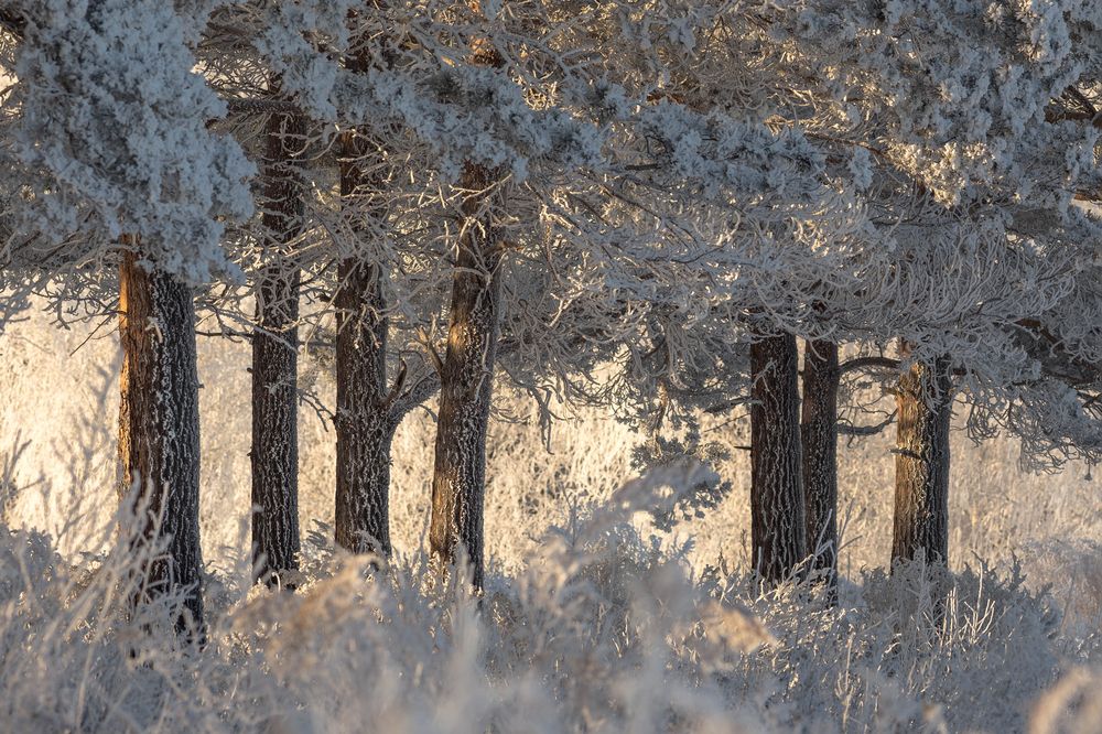 Фотография автора Логвинович Андрей
