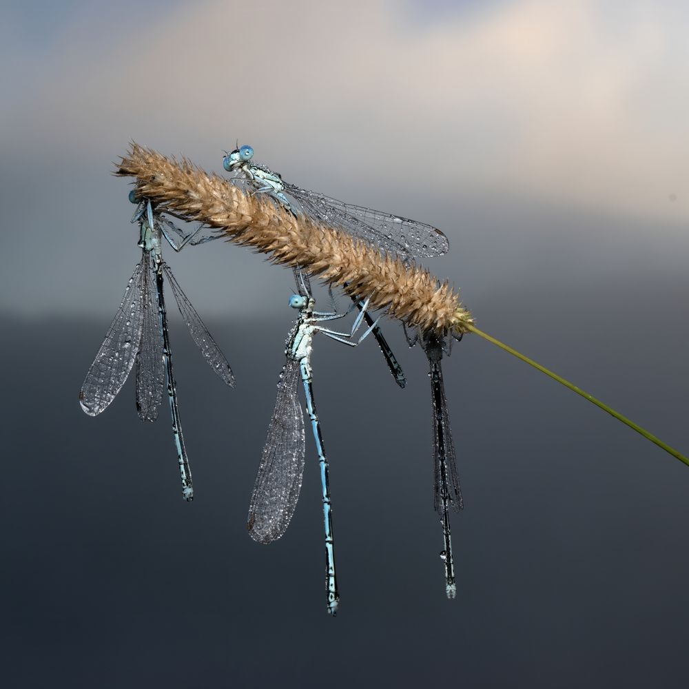 Photograph by Людмила Железнова