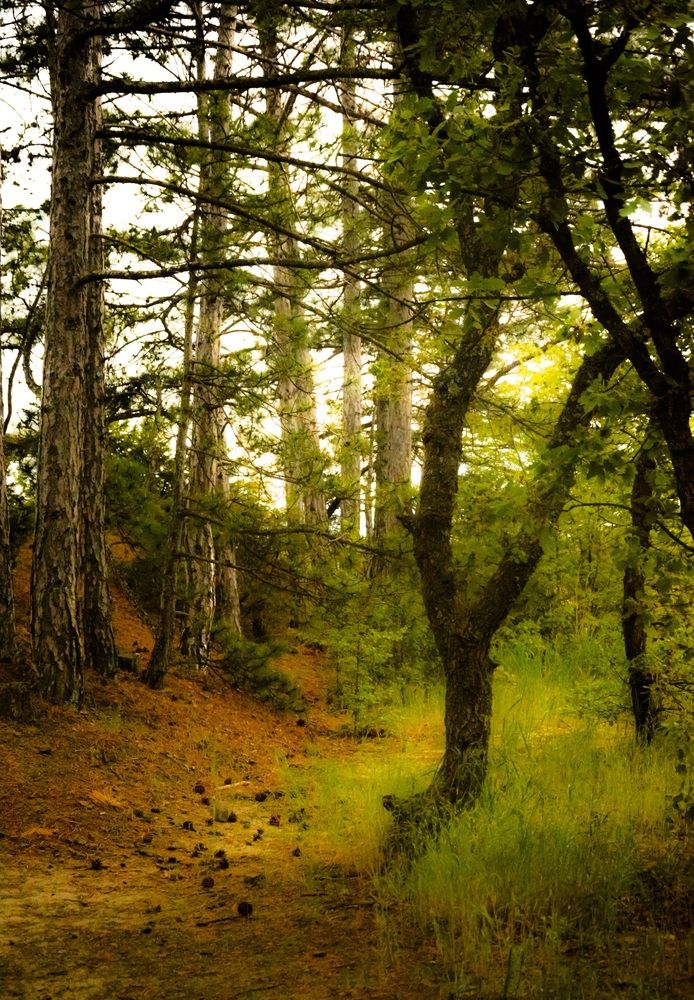 Photograph by Муза Латинская