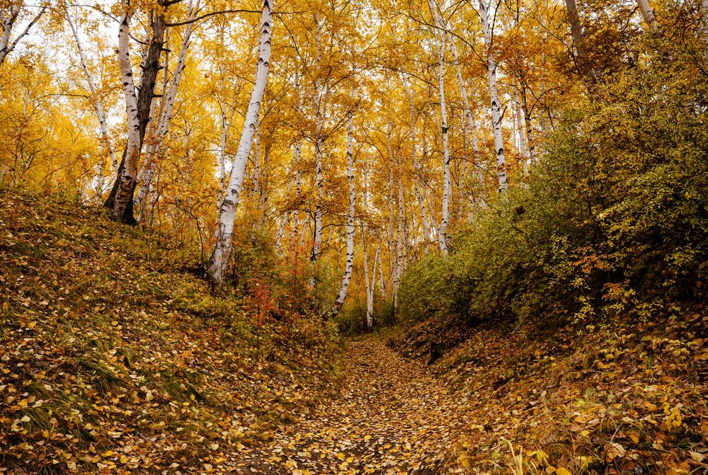Фотография автора Ирина Голомазова