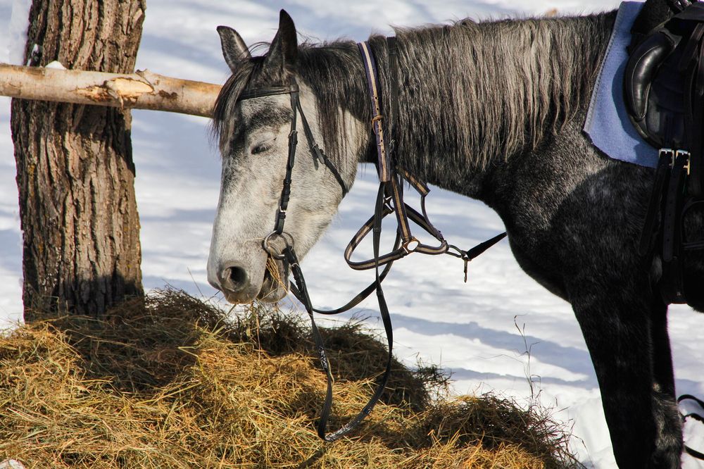 Фотография автора Наталия Мащенко