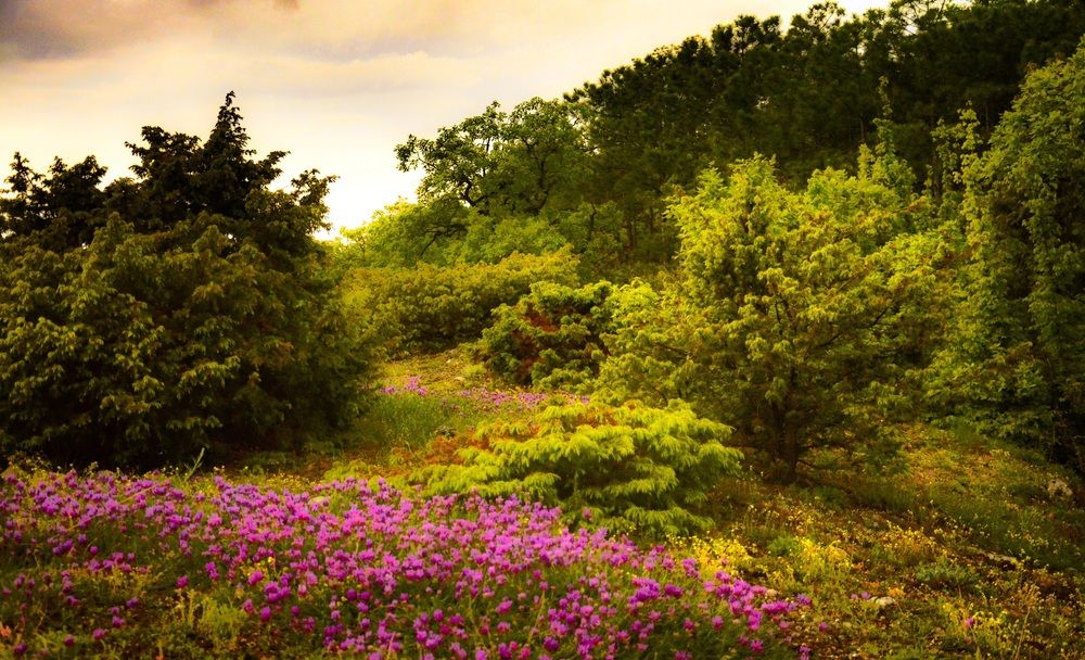 Photograph by Муза Латинская