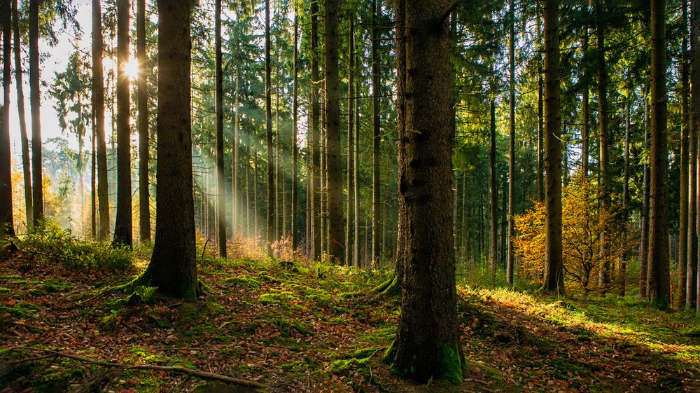 Photograph by Владимир Остапенко