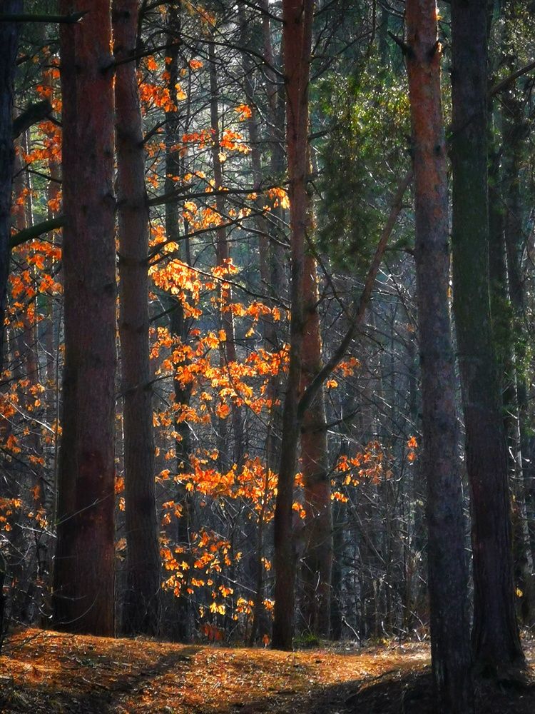 Photograph by Елена Артёменко