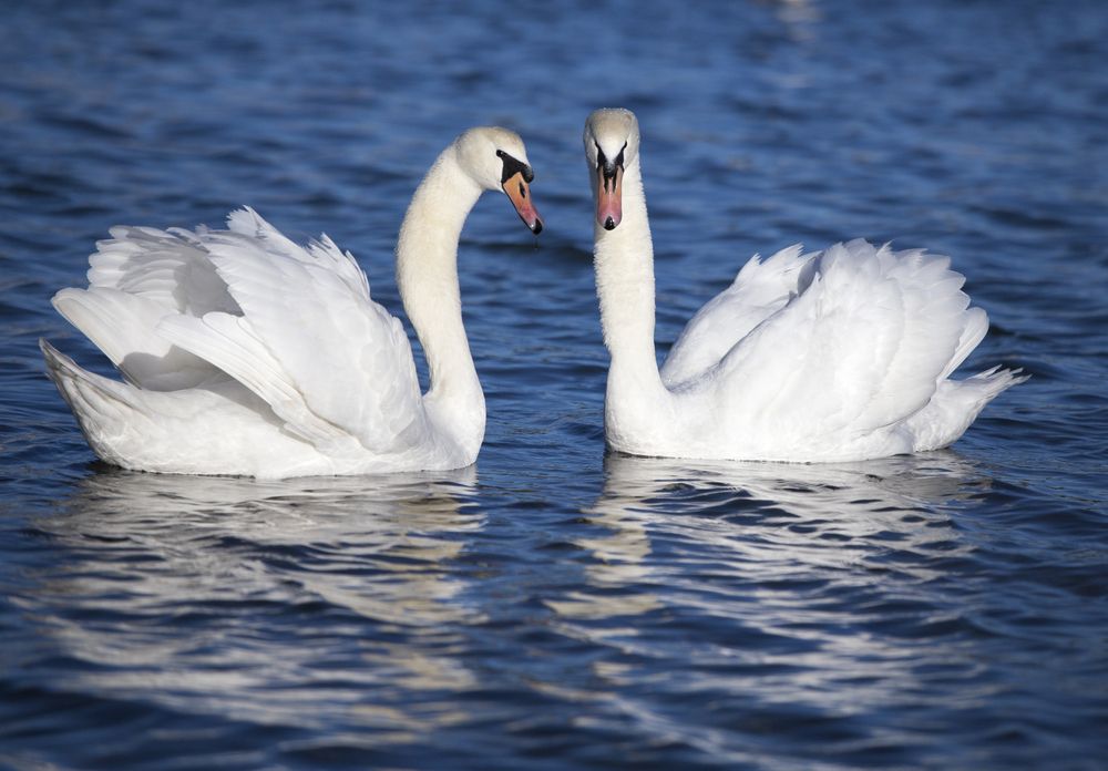 Лебединая верность