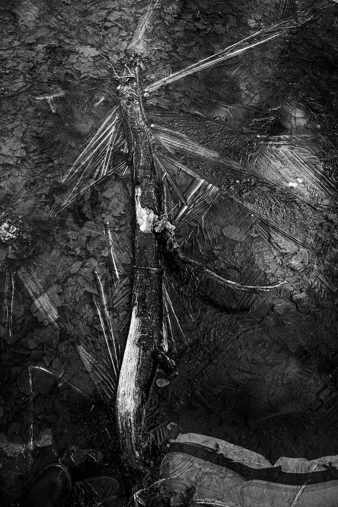 Photograph by Renee Johansson