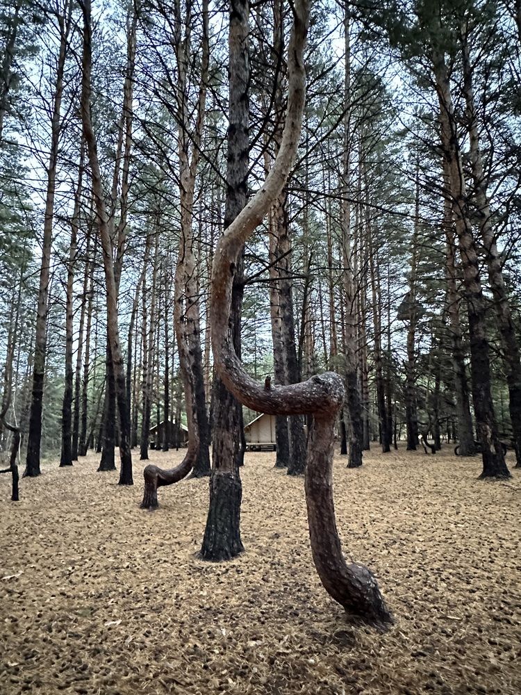 Photograph by ZHANAR JUMABEKOVA