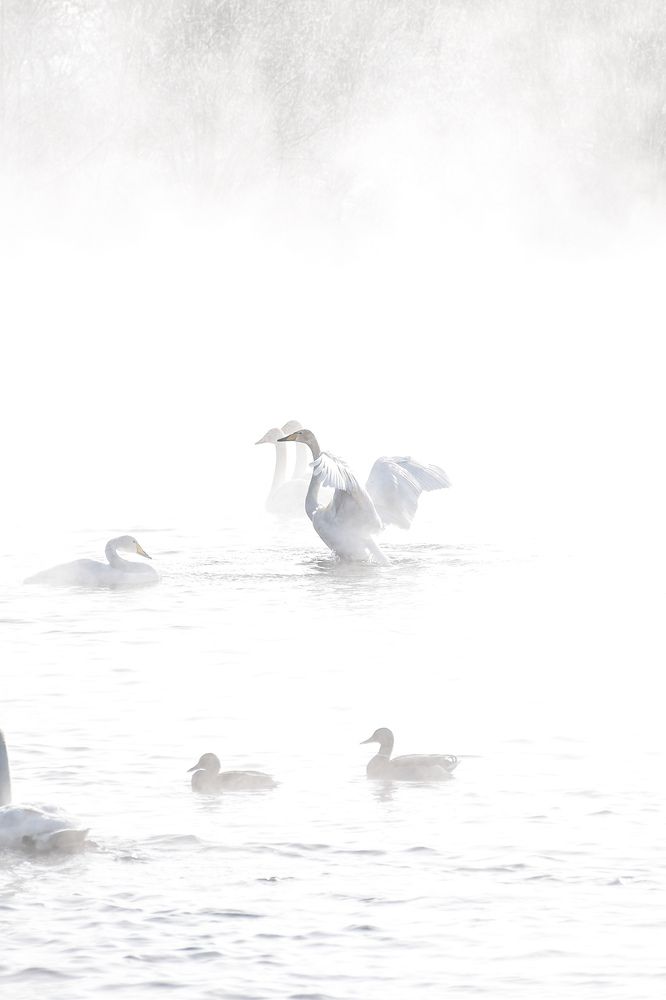 Фотография автора Эльвира Чернова