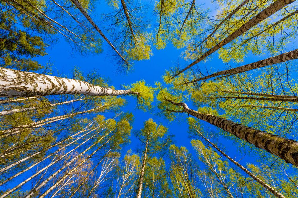 Photograph by Михаил Бояркин