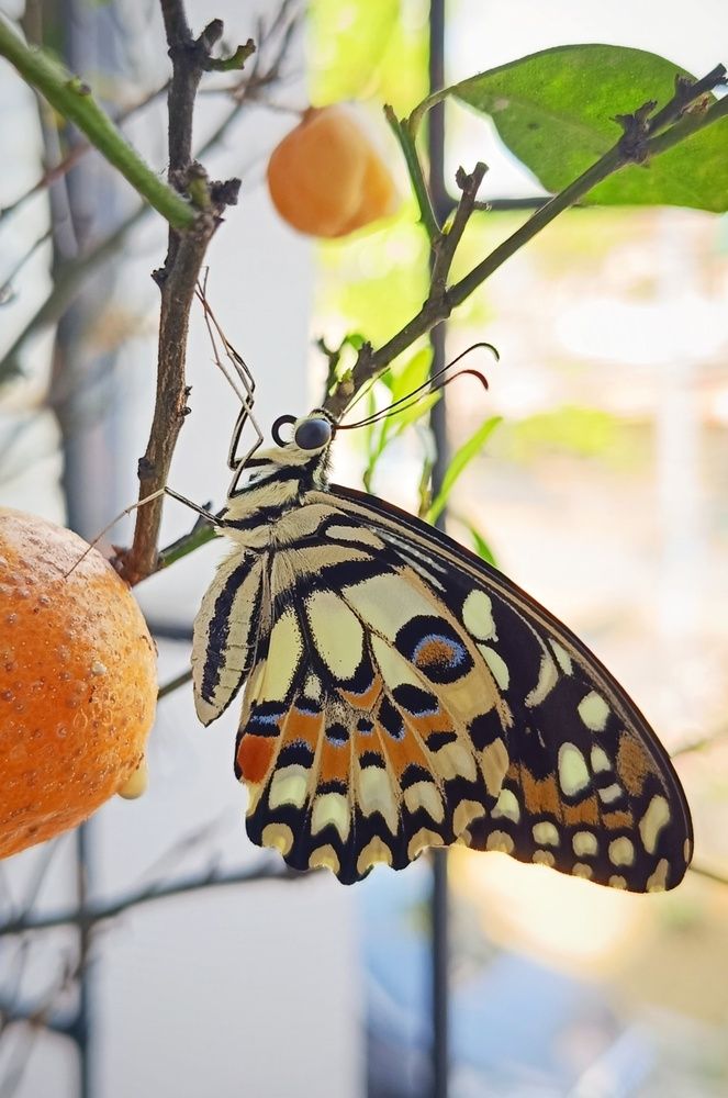 Photograph by  Oscar Simon Wiryahanjaya