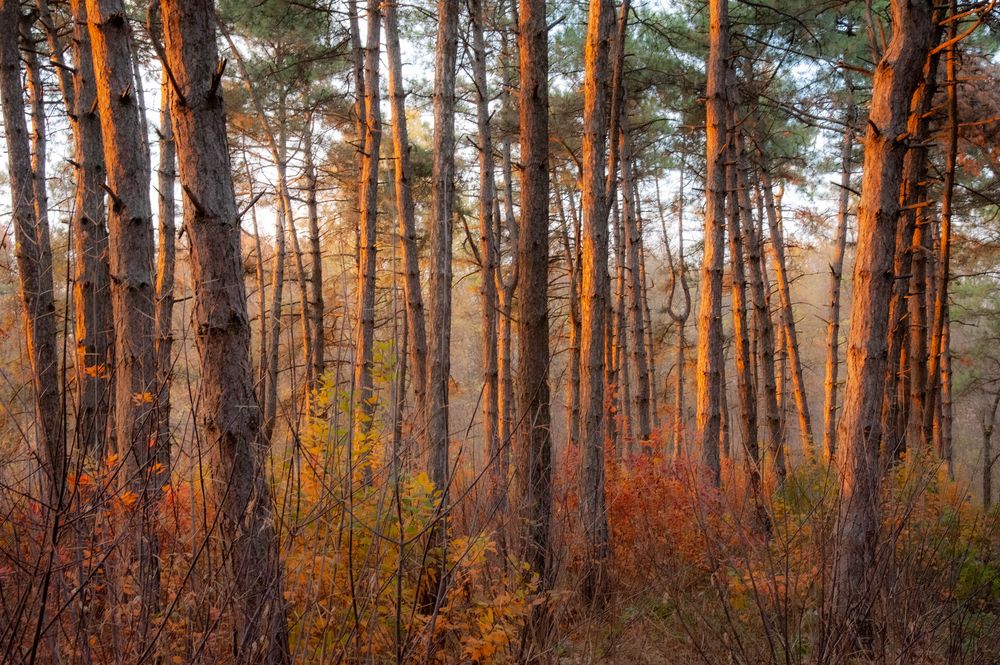 Photograph by Антон Кремер