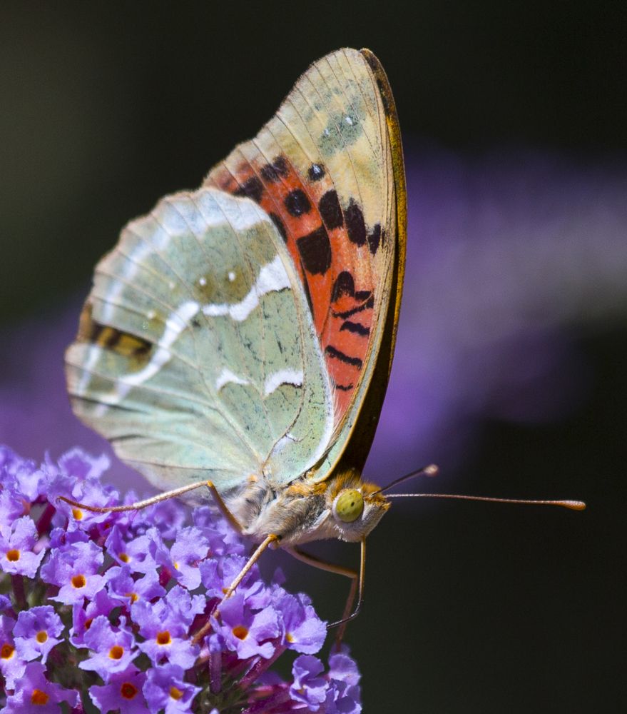 Яркие мгновения жизни.
