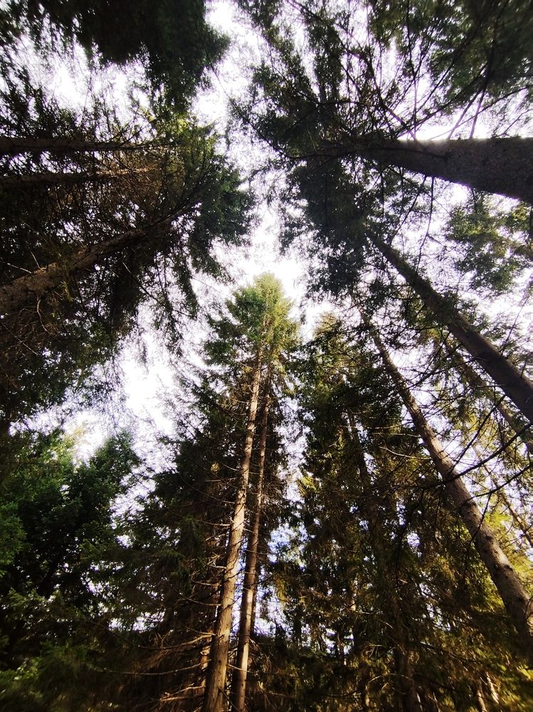 Фотография автора JELENA VASIC