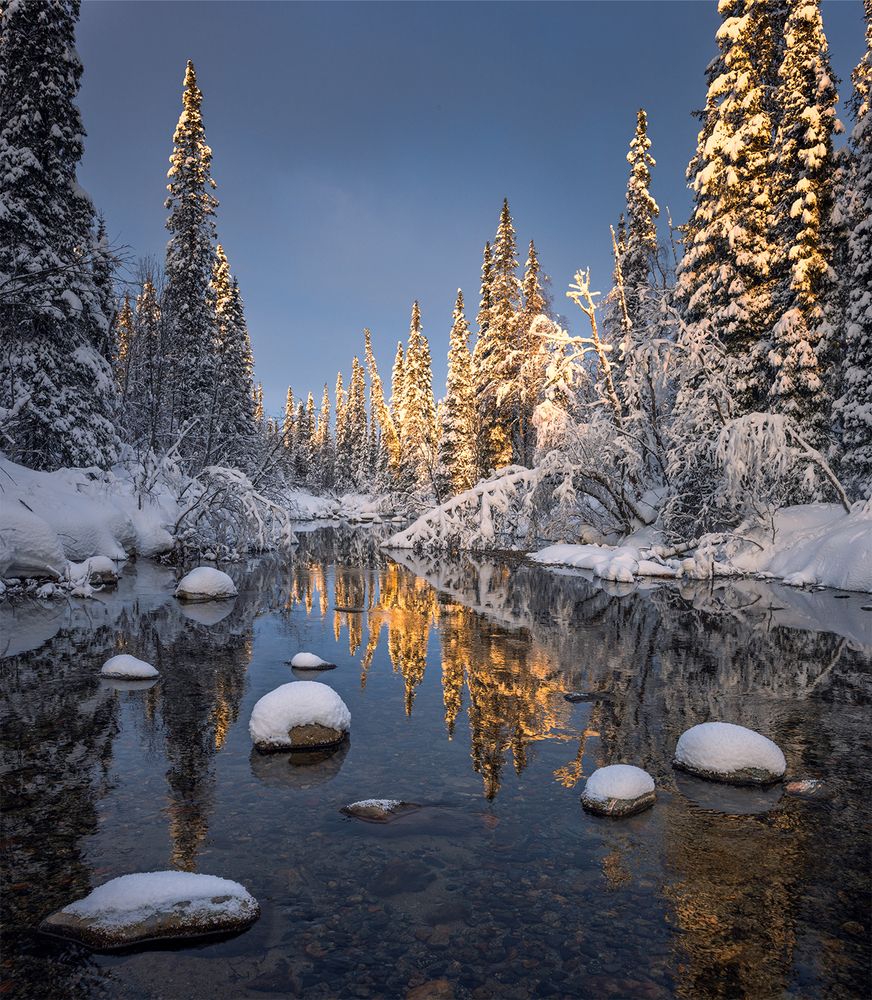 Лес, освещенный солнцем.
