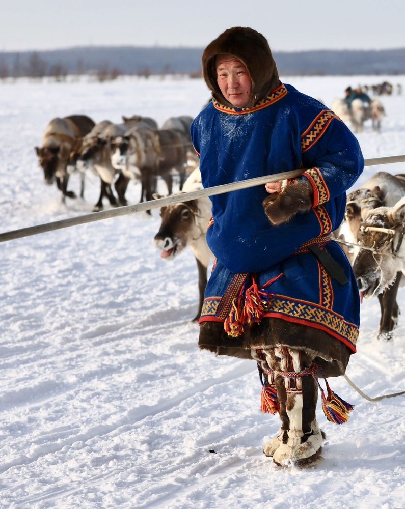 Оленевод за работой