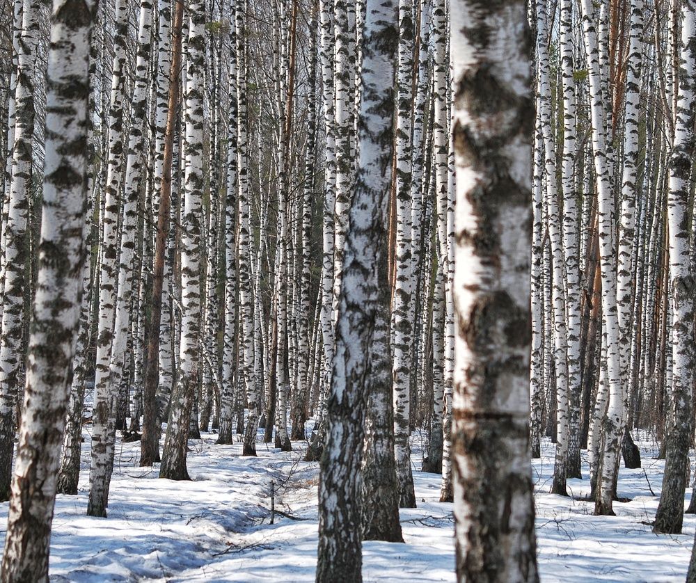 Photograph by Даниил Пузаков