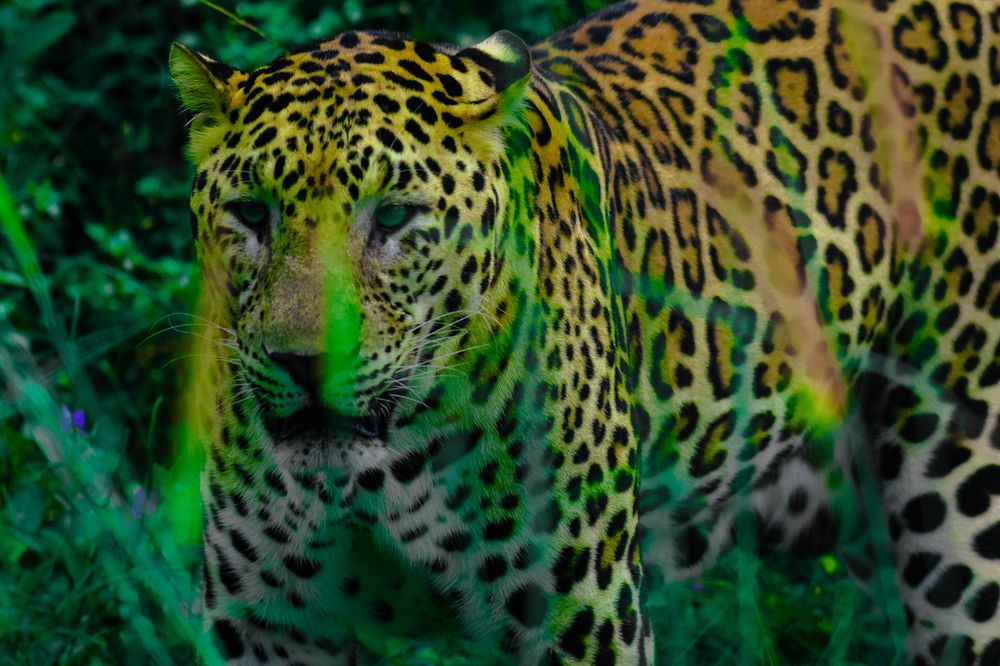 CAMOFLAUGE - THE LEOPARD