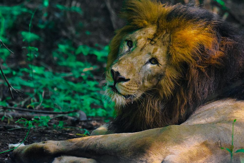 LEO - THE ASIAN LION