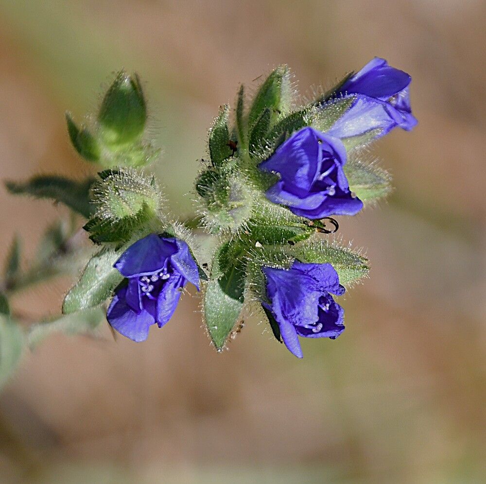 Photograph by Marzio Fattorini