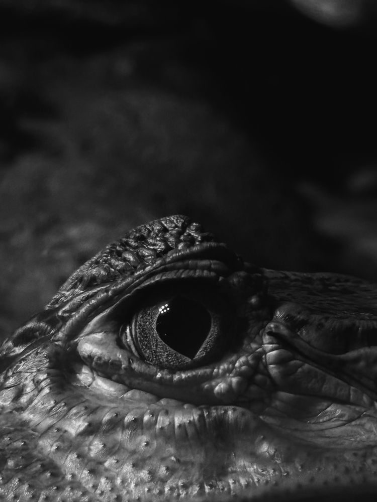 Photograph by Karen Vardanian