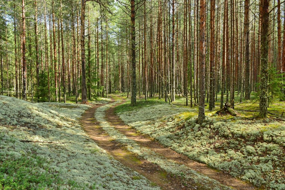 В сосновом бору.