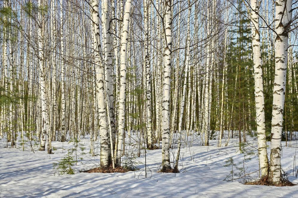 У весенних берёз.