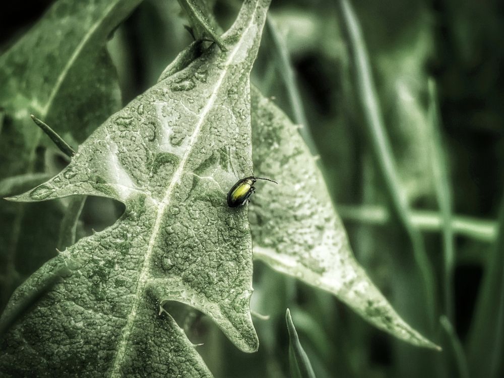 Блошка Phyllotreta nigripes после дождя