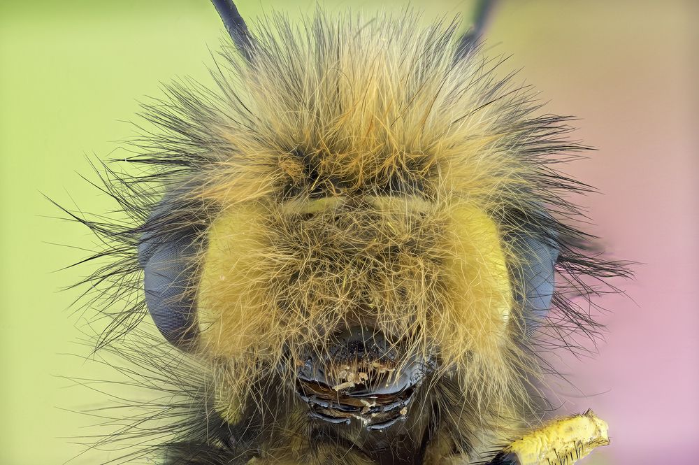 Libelloides coccajus (Denis & Schiffermüller, 1775)