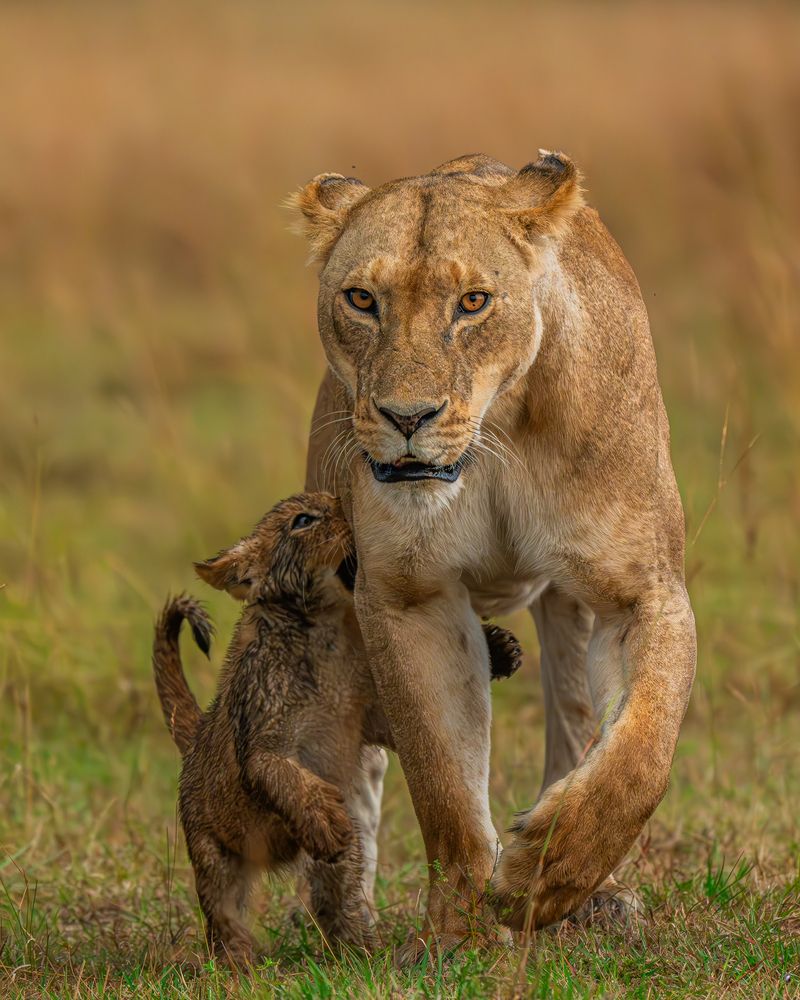 Photograph by Prasad Hamine