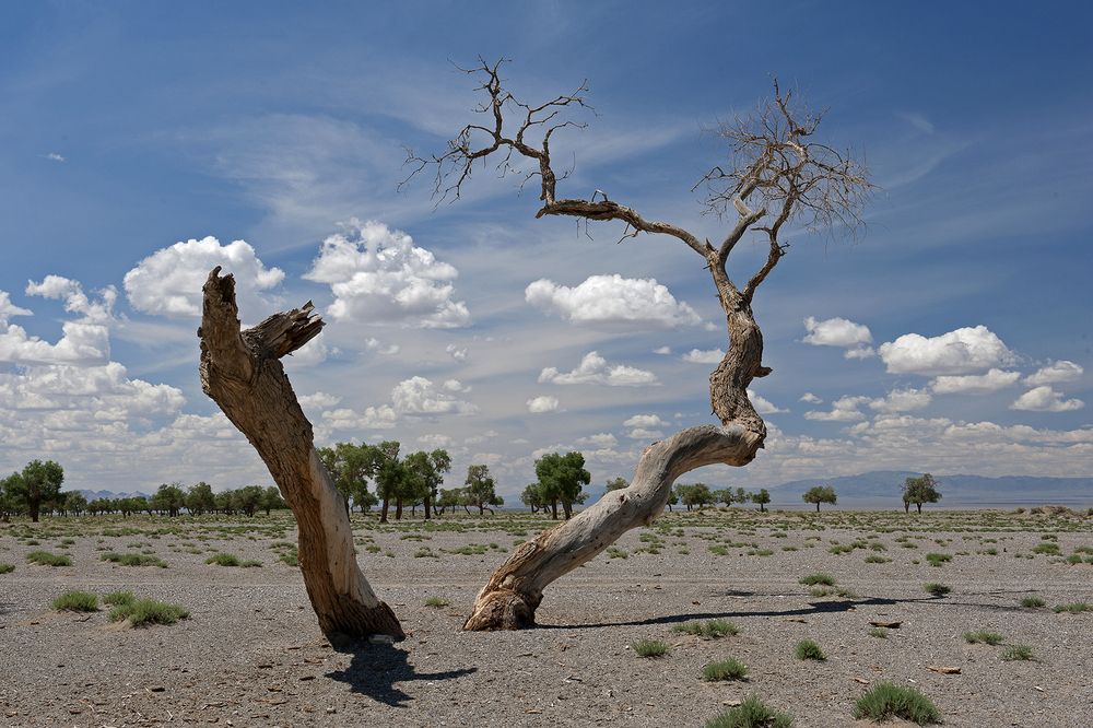 Под знойным небом.