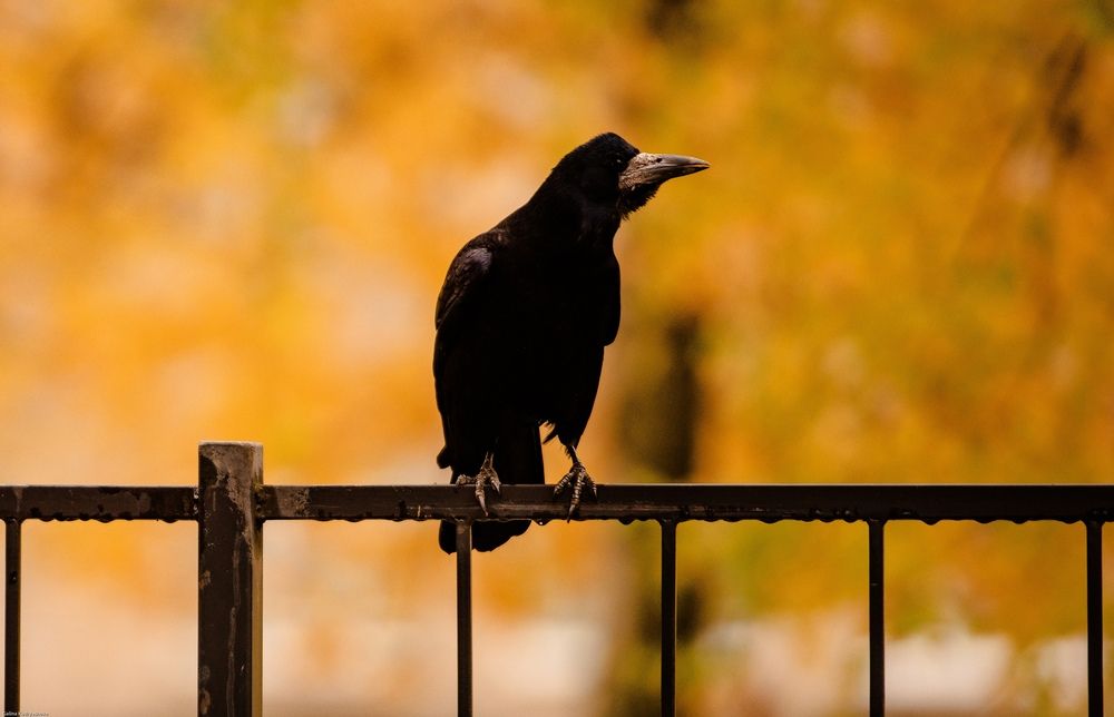 Photograph by Евгений Николаенков