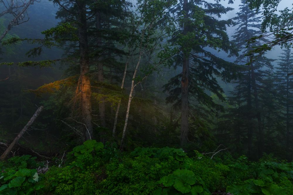 В гостях у лешего