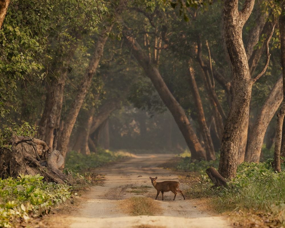 Photograph by Nikhil Parnandi