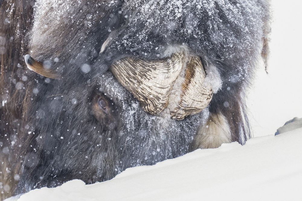 Photograph by Ernestas Balcikonis