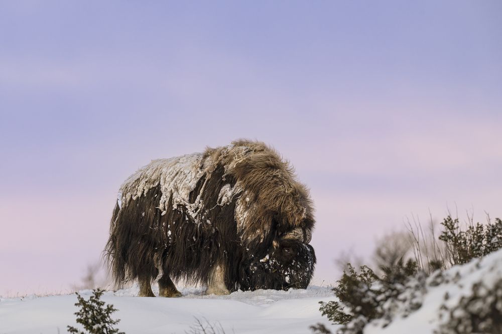 Photograph by Ernestas Balcikonis