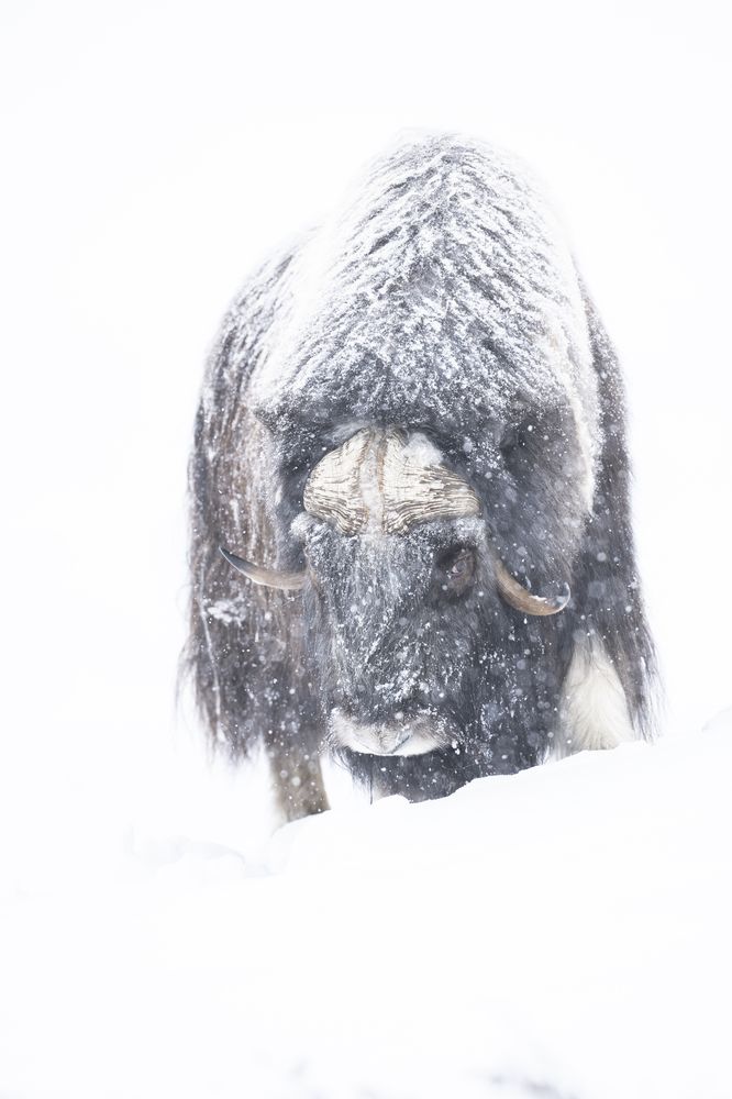 Photograph by Ernestas Balcikonis