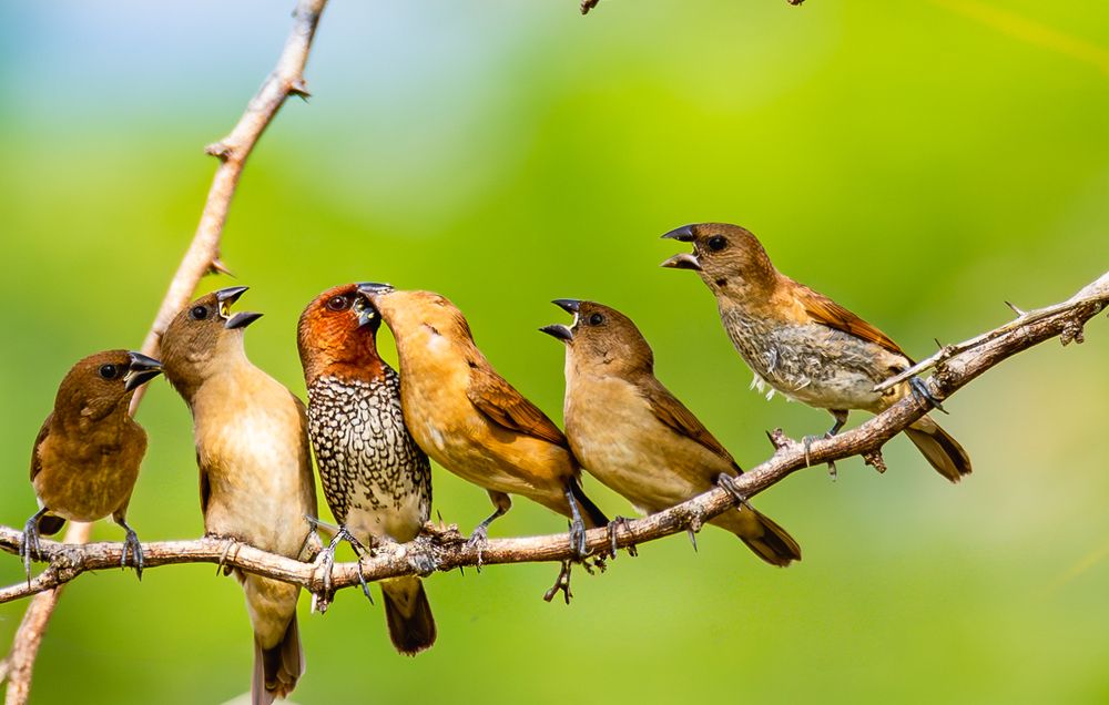 Mothers love