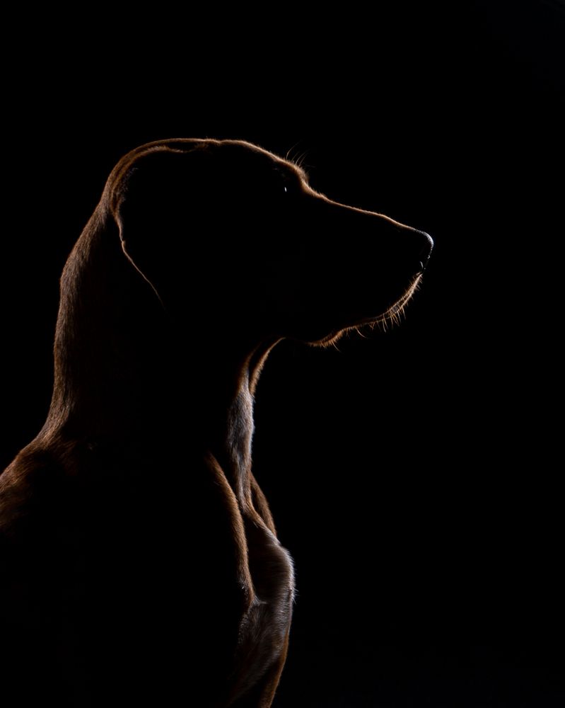 Фотография автора Krisztián Csalami