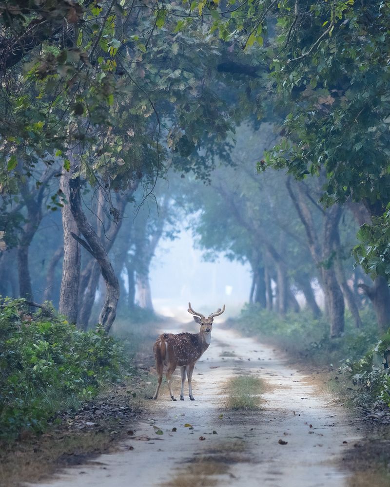 Photograph by Nikhil Parnandi