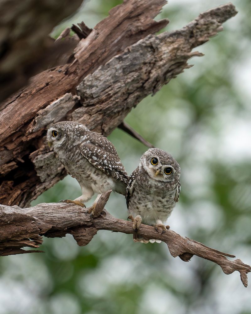 Photograph by Nikhil Parnandi