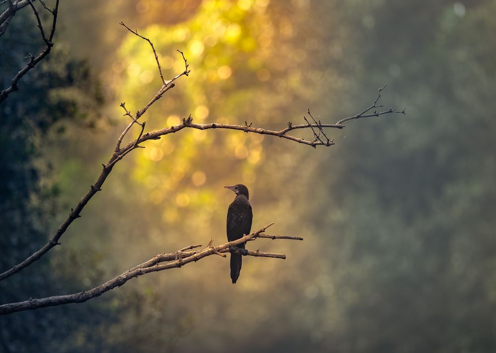 Photograph by MUKESH RAJAN S
