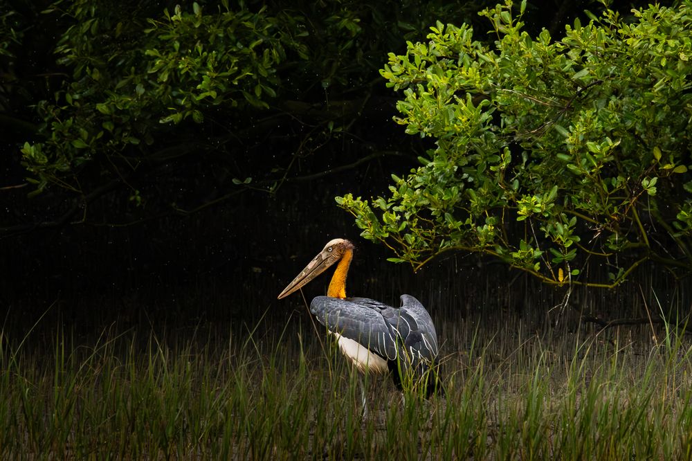 Photograph by MUKESH RAJAN S