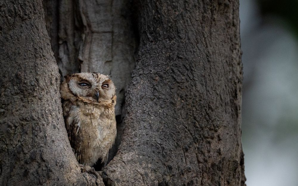 Photograph by Pula Pranav